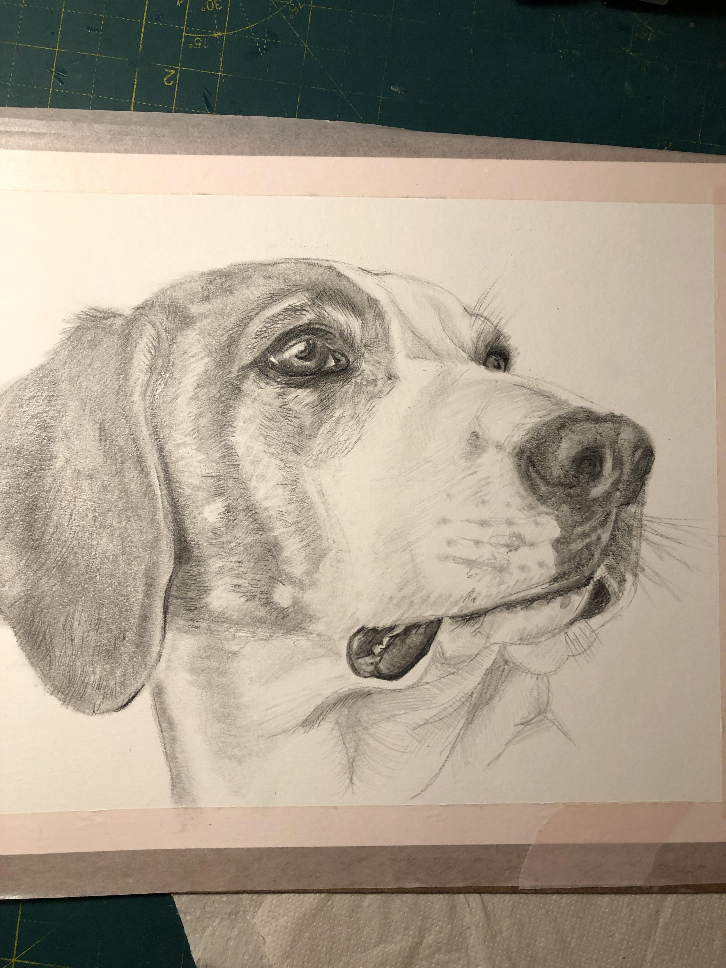 A graphite drawing of a dog. A work in progress where the main values are blocked in but it still needs more detail
