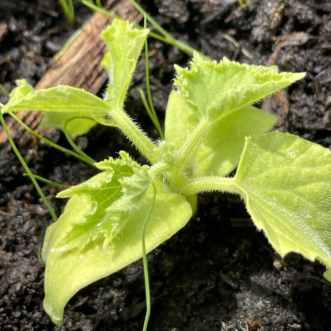 A small cucumber plant making its way into life.