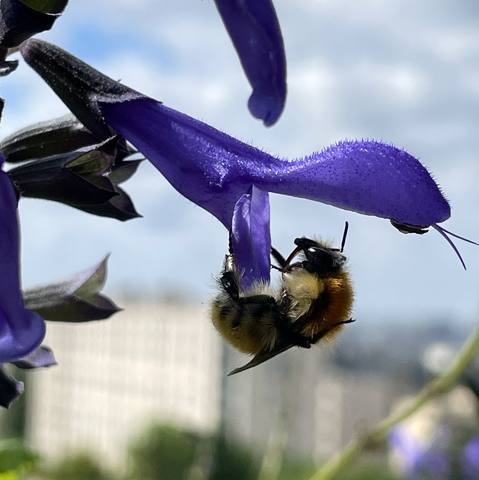 Pollinering in action.