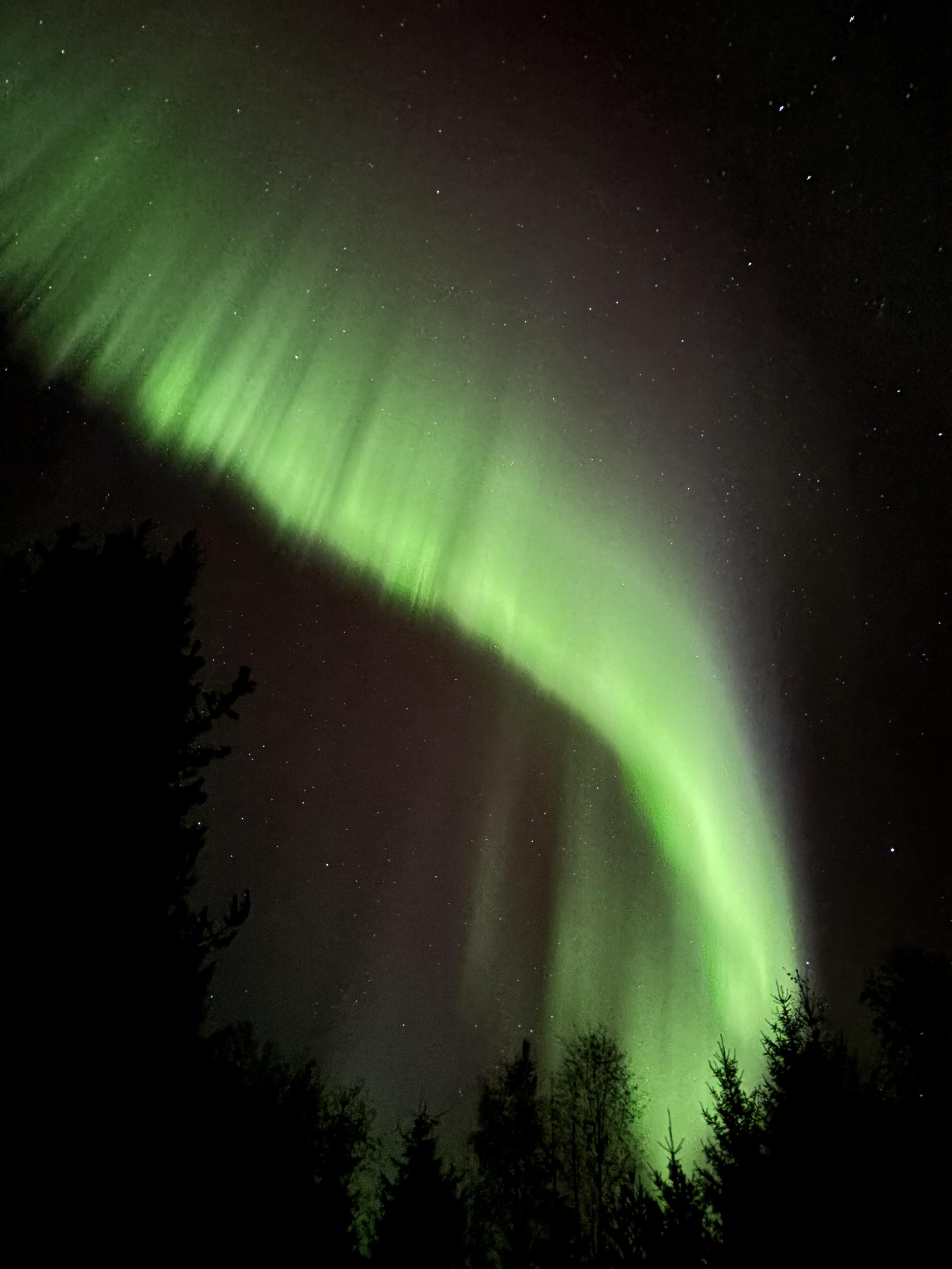 A green streak of northern lights arcs across a starry night sky above silhouettes of tree tops.