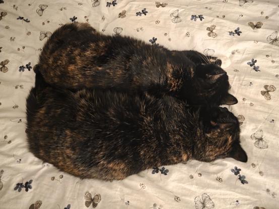 Two cats sleeping really close on a bed.