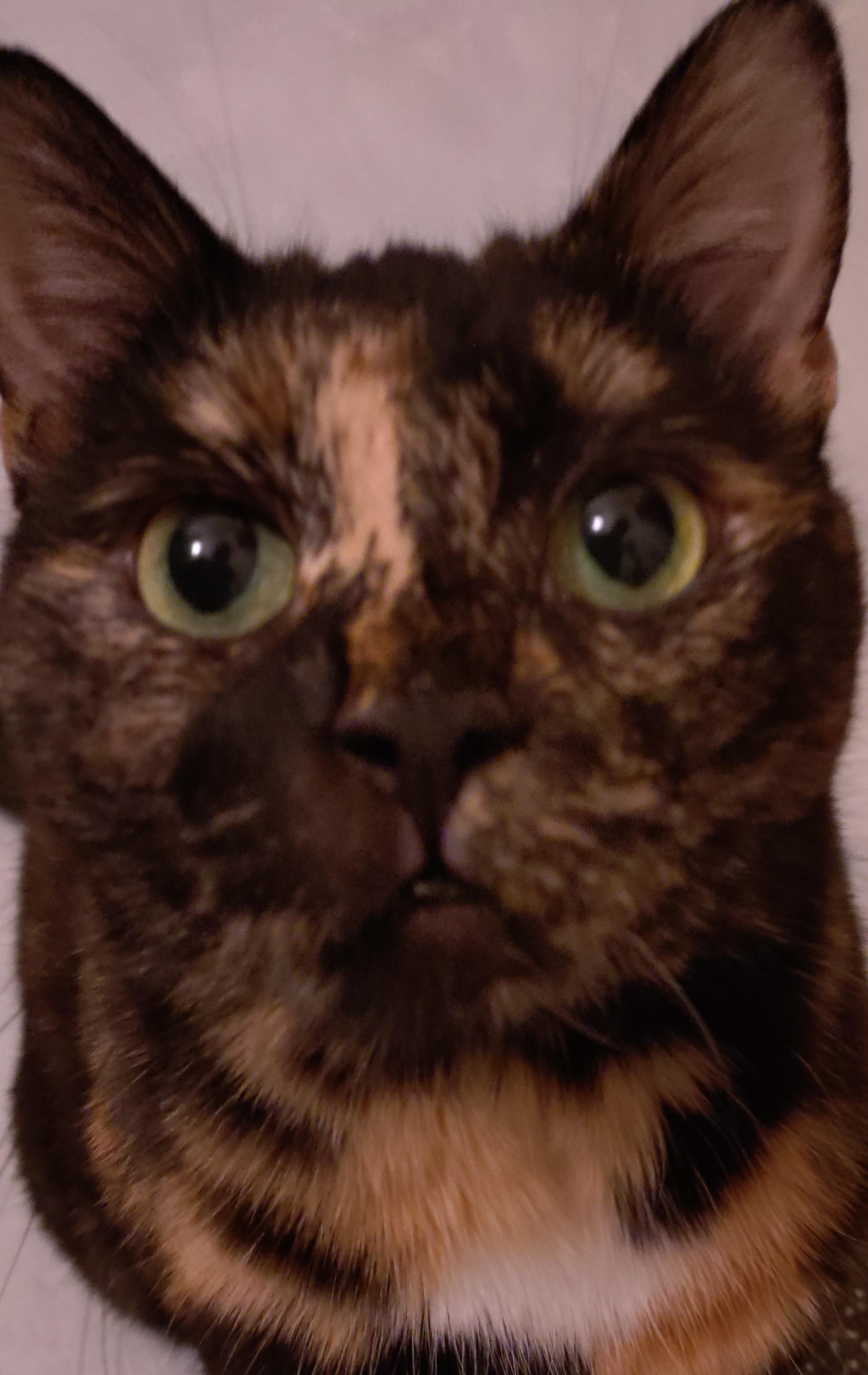 Tortoise shell cat looking straight into the camera. She looks angry but really just wants to cuddle.