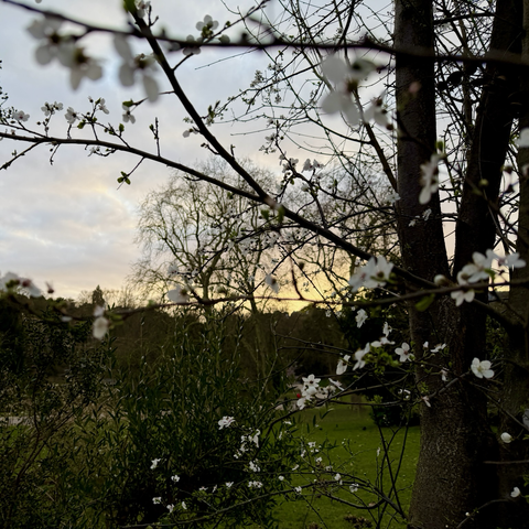 Tidigt blommande buskar i Buttes Chaumont.