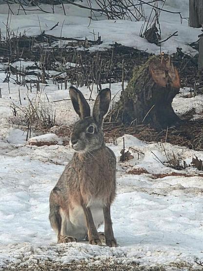 En fälthare i en trädgård.