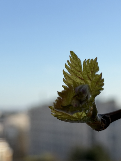  Vinrankas blad som slår ut.