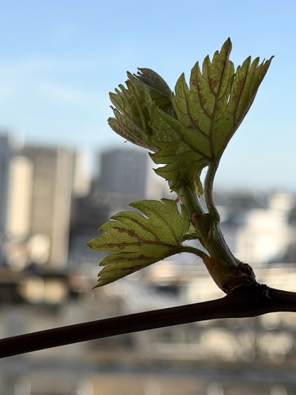 Blad som vecklat ut sig.