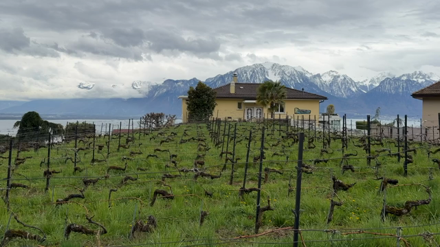 En vinodling med Genèvesjön och Alperna i bakgrunden. 