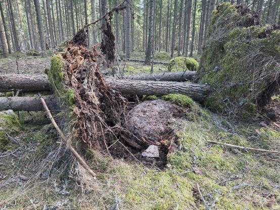 Ett flertal omkullvälta träd som ligger huller om buller.