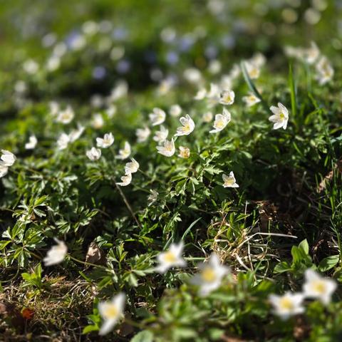 Anemone nemorosa. Lots.