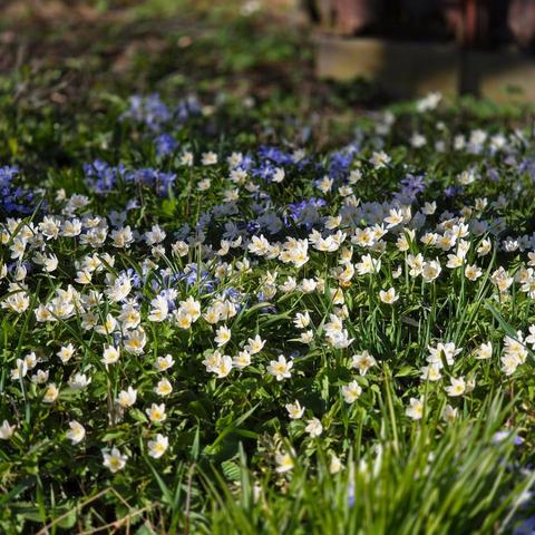 Scilla forbesii and Anemone nemorosa contending for the sun,