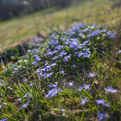 Scilla forbesii thriving.