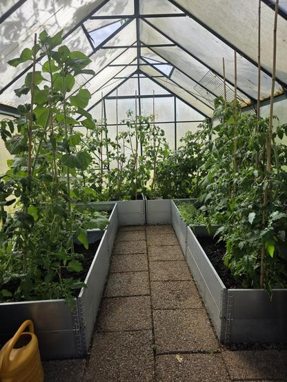 Ett växthus med en mängd gröna växter, så som solros, gurka, pumpa och väldigt mycket tomatplantor.
