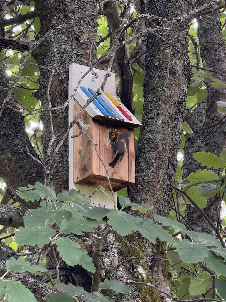 En fågelunge tittar ut ur en fågelholk. En vuxen fågel sitter utanför öppningen.