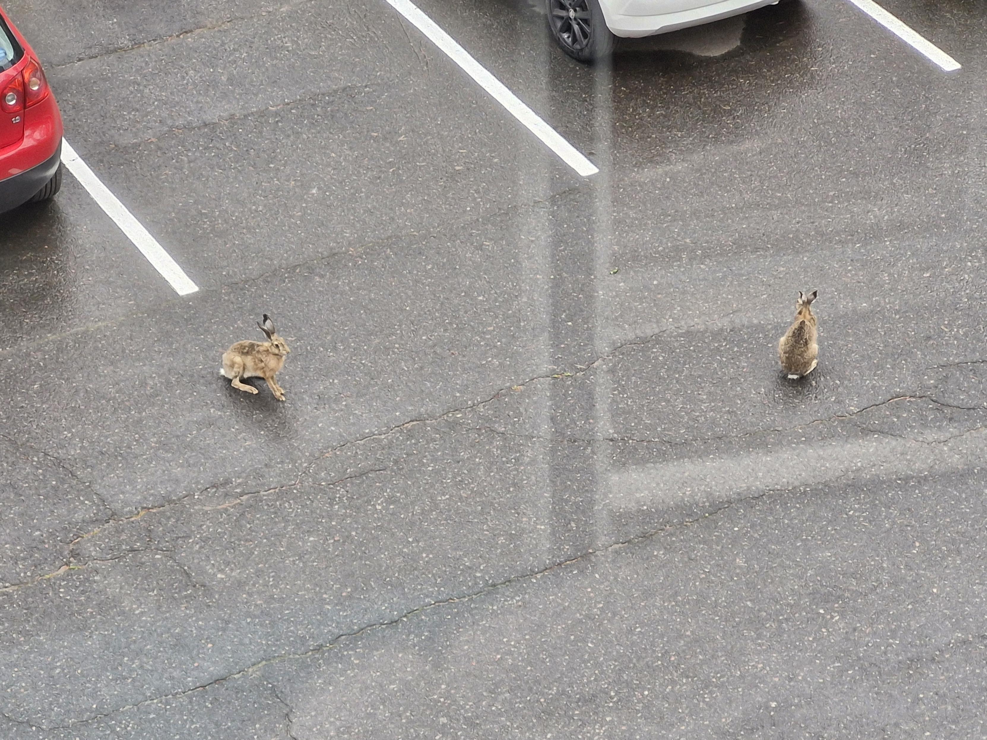 Kaksi rusakkoa istumassa parkkipaikan märällä asfaltilla. Ylhäältä parvekkeelta otetussa kuvassa näkyy myös punaisen ja harmaan auton takakulmaa sekä parkkiruutujen rajaviivoja