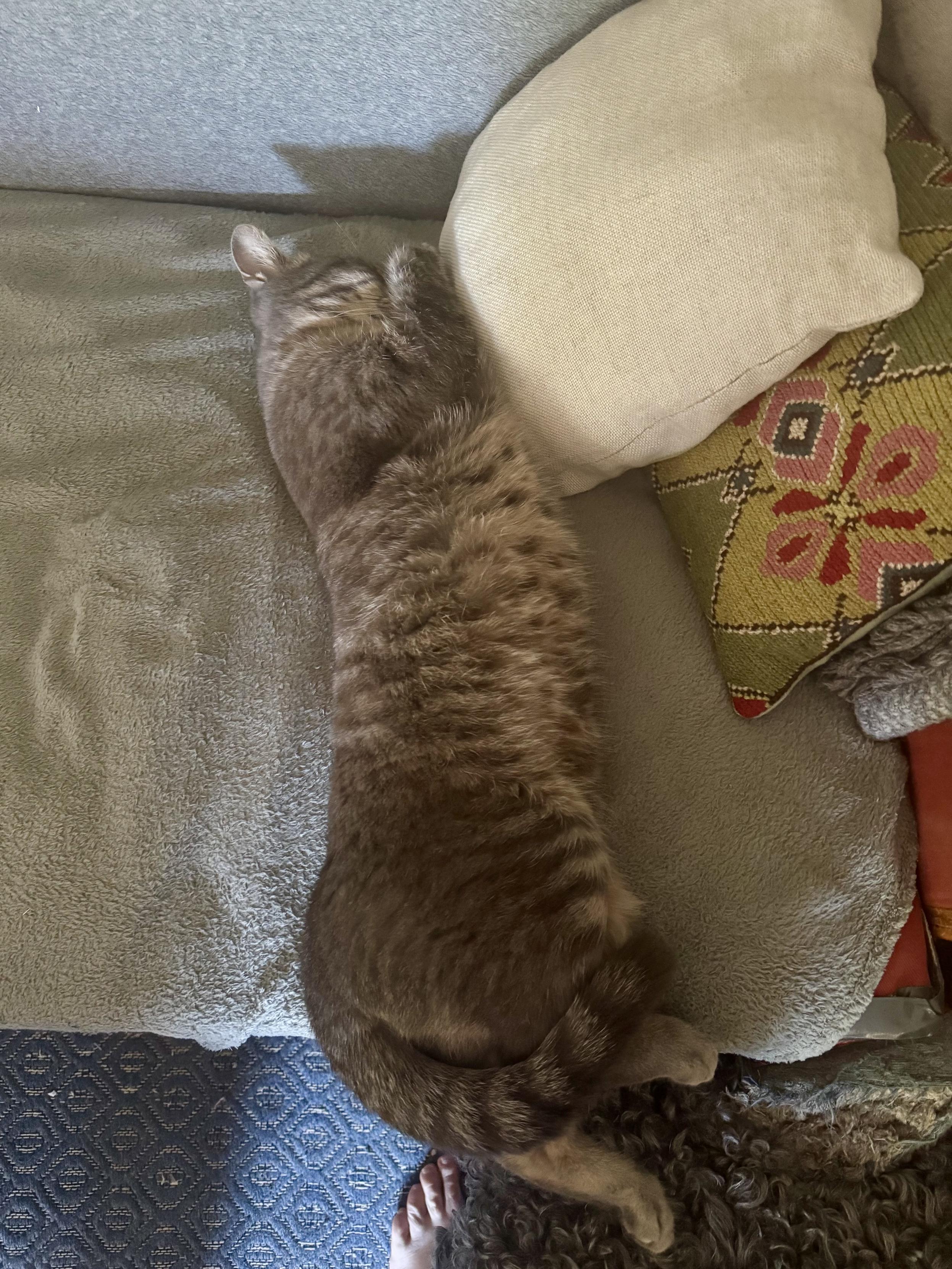 Grå katt sover tungt.