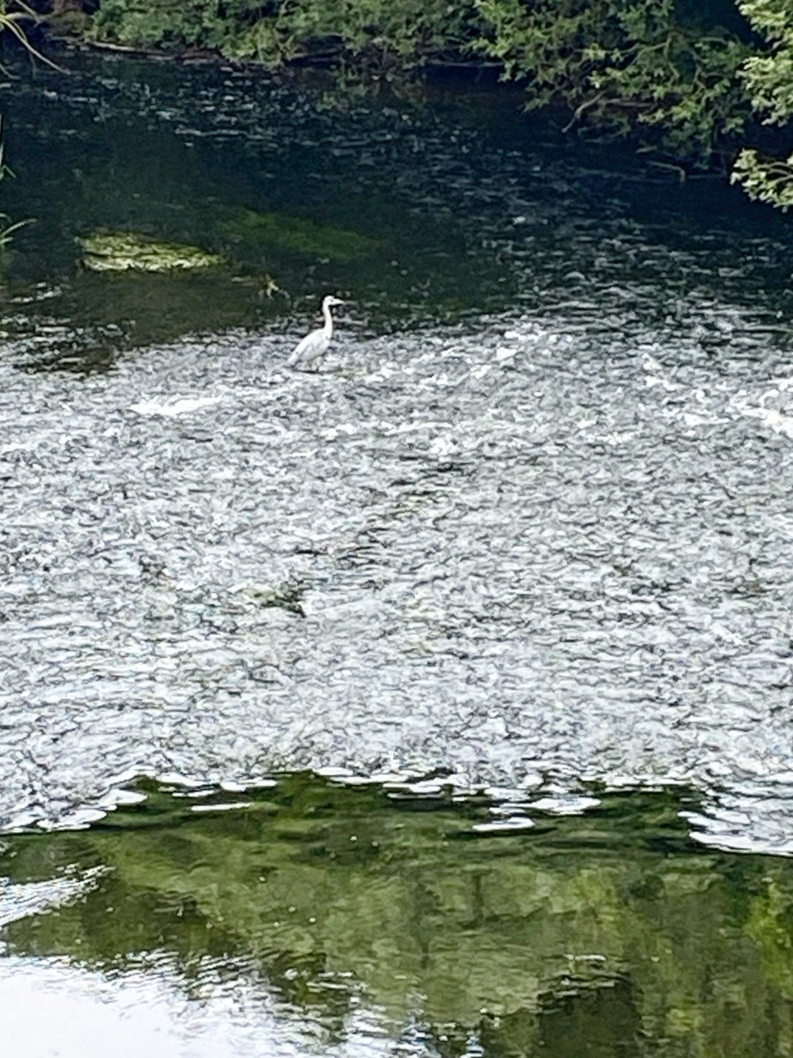 En häger stående i en flod med vatten upp till knäna.