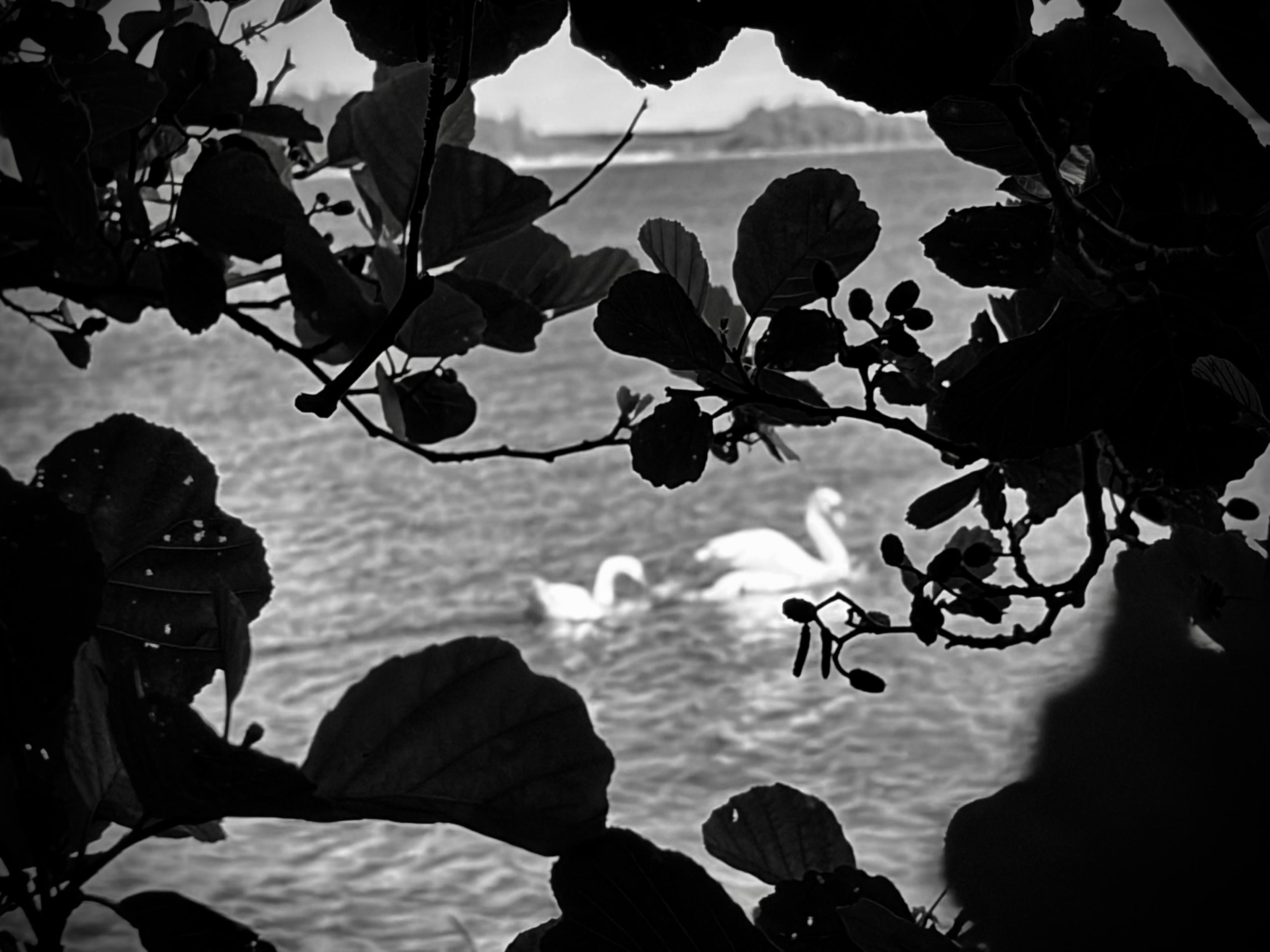 Black and white photo of two swans in the sea seen through leaves from the shoreline