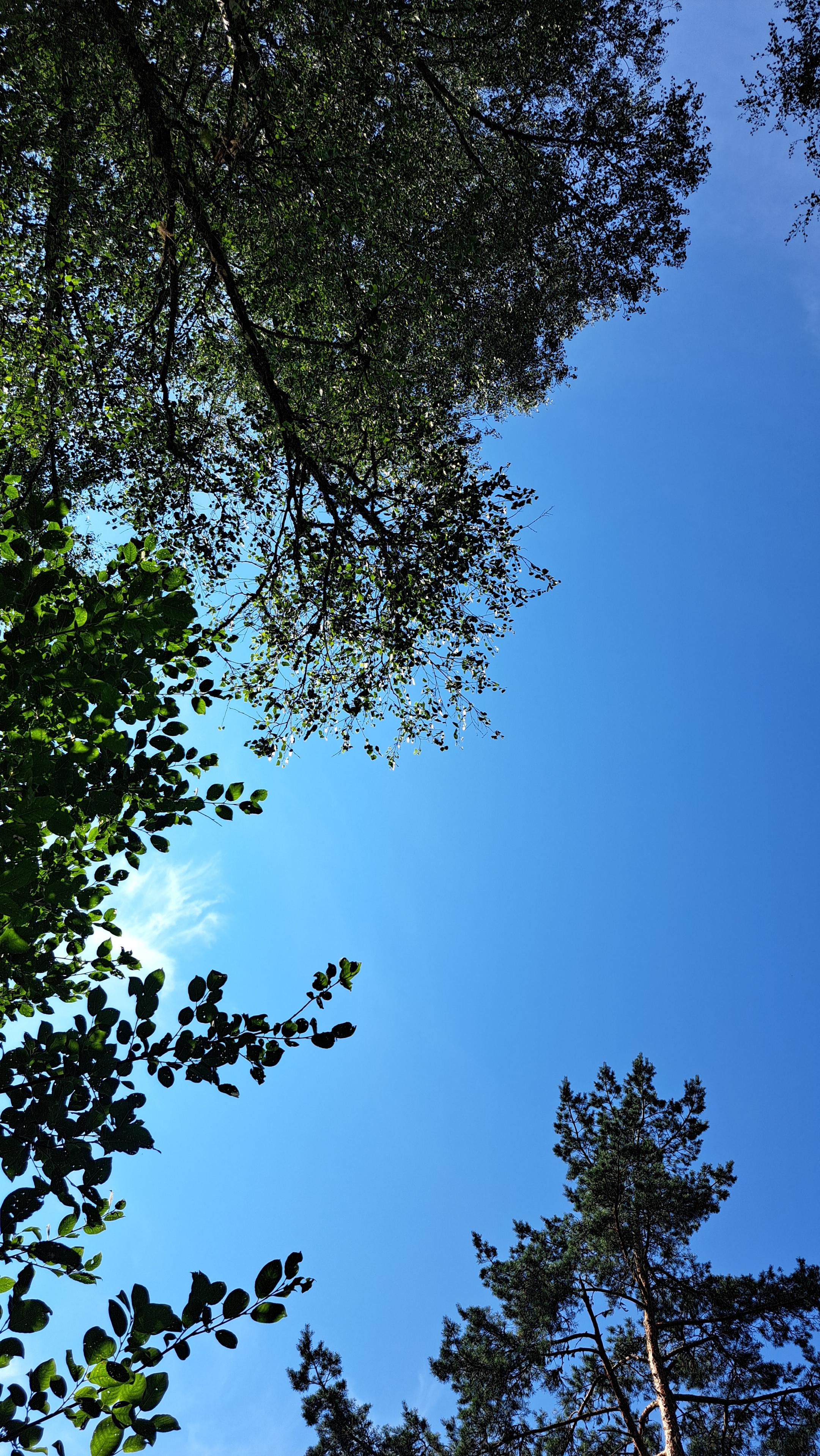 En klarblå himmel med lövverk i kanten av bild.
