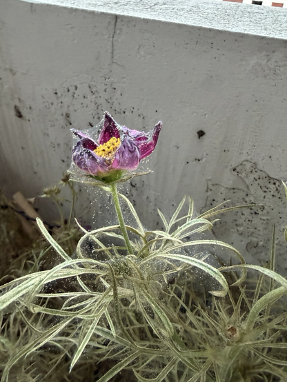 En cosmos-planta som angripits av spinnkvalster.