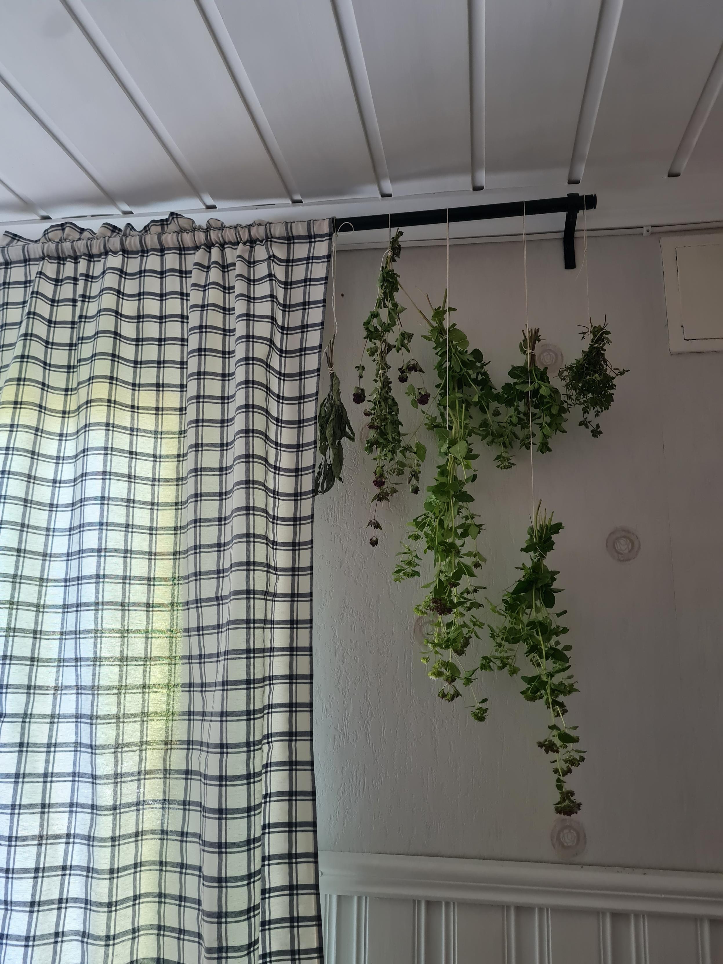 Örter på tork, oregano, salvia och timjan hänger från gardinstång i små buketter