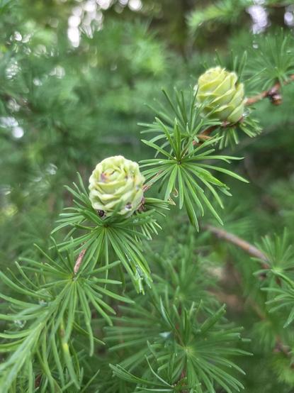 Immature larch cone on a branch filled with lush, green needles.