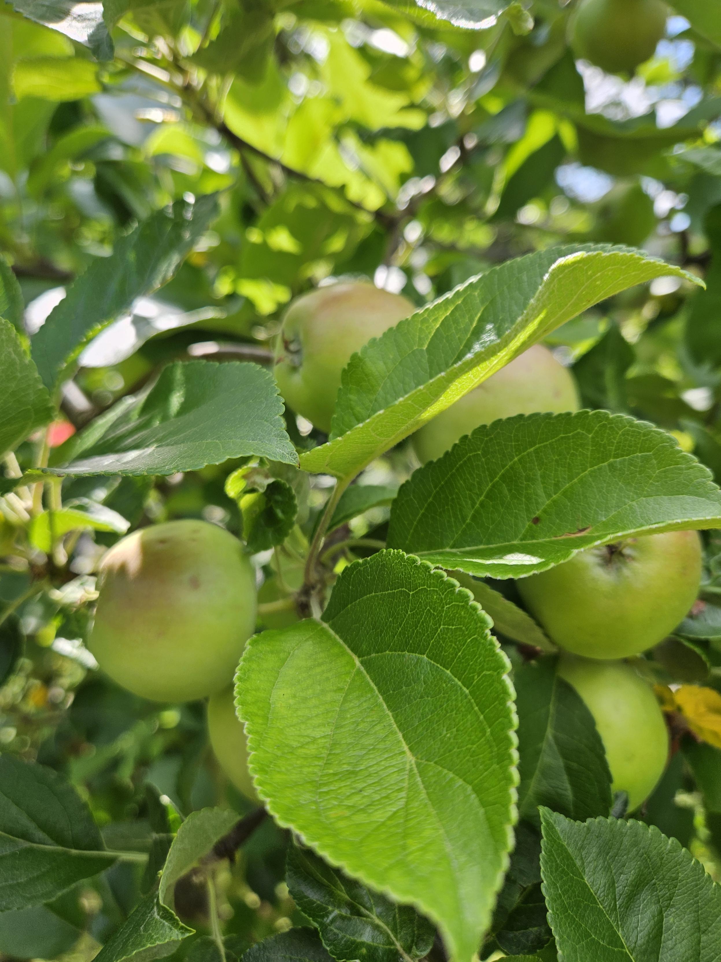 Äpplen