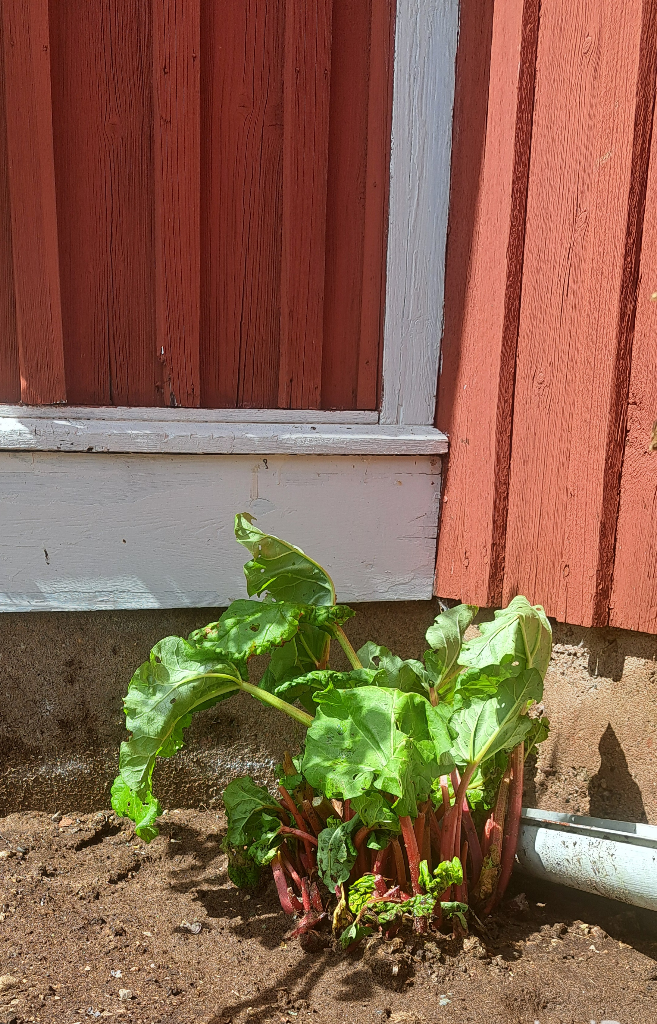 Rabarberplanta, i ett soligt hörn bredvid verandan. De stora stjälkarna har klippts av, men det finns fortfarande lite blad kvar på växten.