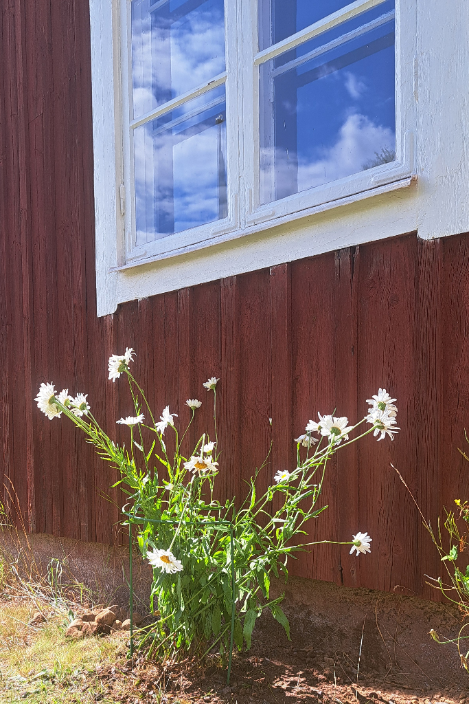 Några stora, höga prästkragar, planterade precis under stugans köksfönster.