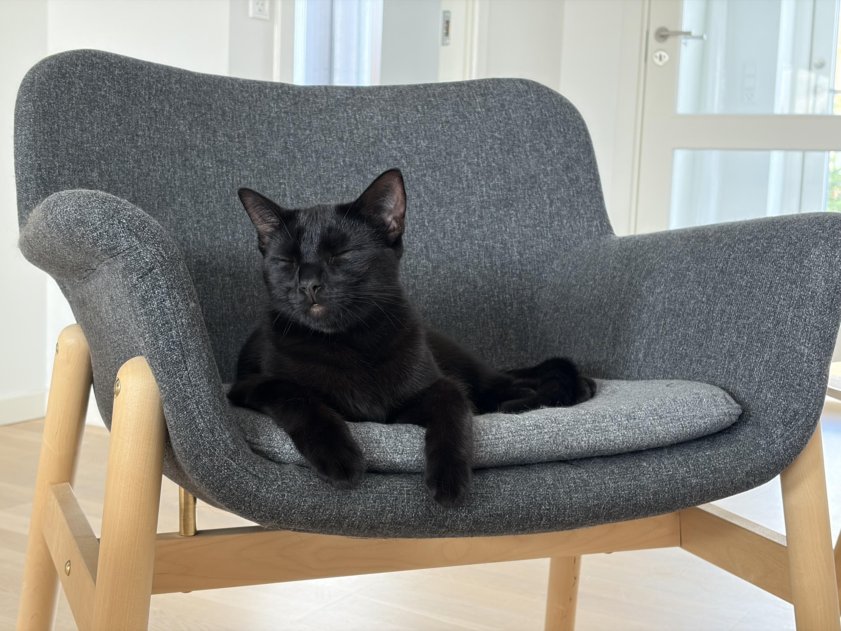 My black cat lies in a soft gray chair facing us. Both of his front paws dangle over the edge and his hind legs are comfortably off to the right. His head is turned a few degrees to the left and his eyes are closed. He’s all black, but the hair on the upper part of his bottom lip is thin, making it stand out. He looks very contented.