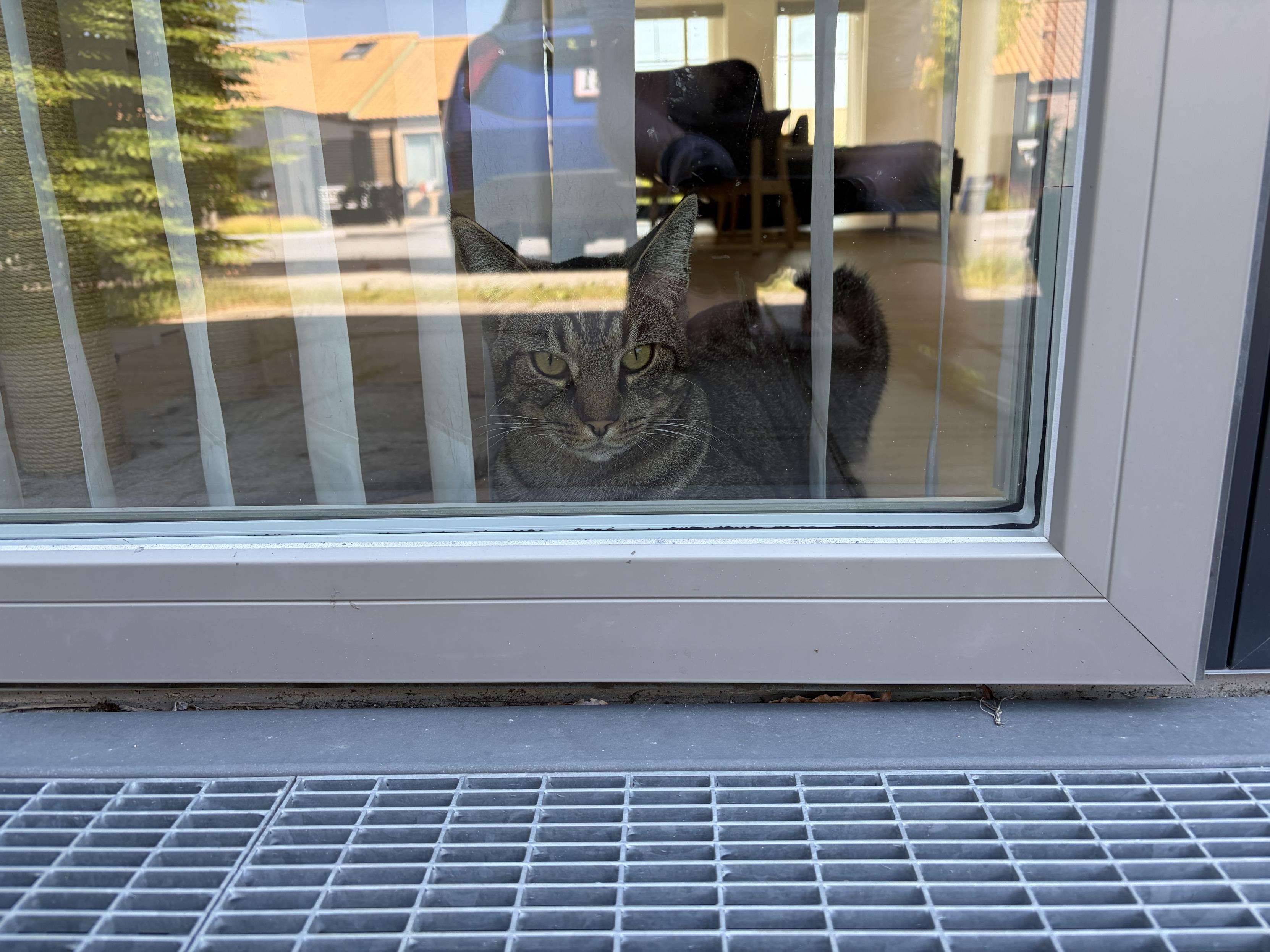 My brown tabby boy lies loafing in front of a floor to ceiling window keeping a close eye on us through the blinds.  He’s got yellow eyes, an orange nose, white whiskers, and small circular patch of white around his mouth.