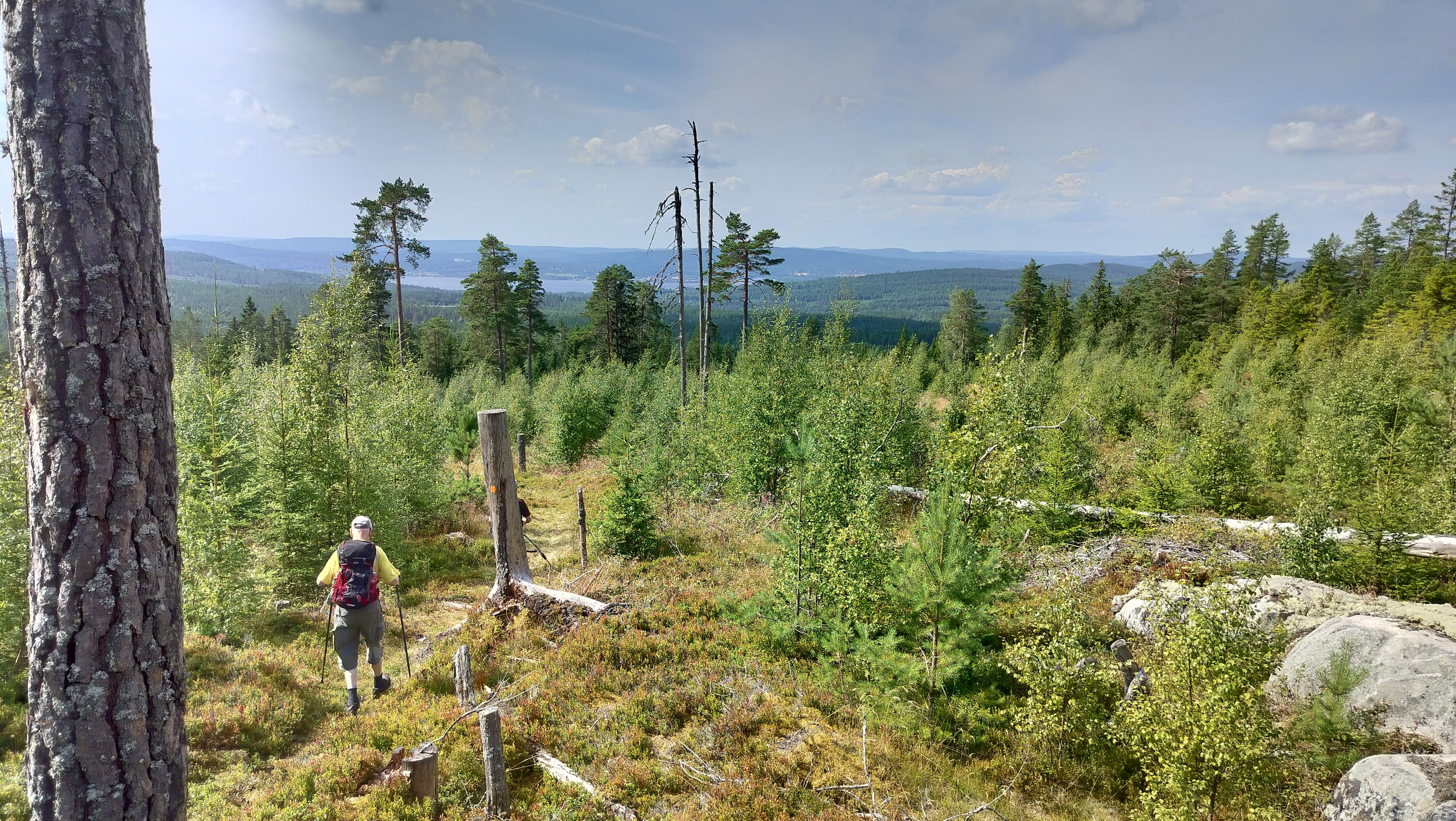 Gubbe på kalhygge och Insjön skymtar i bakgrunden