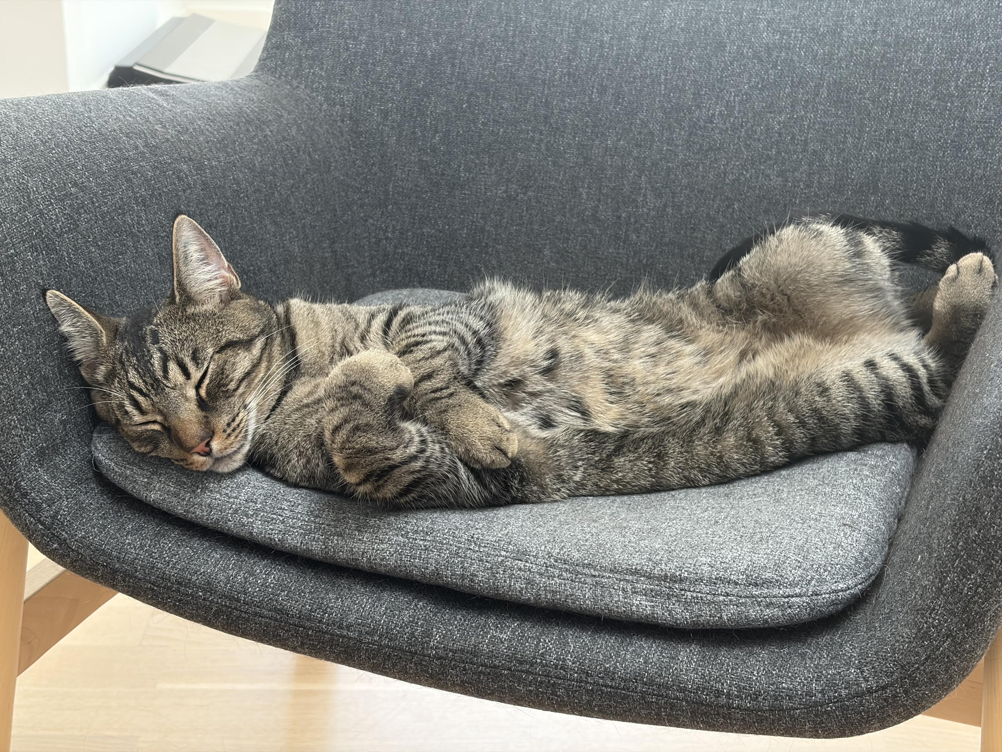 My brown tabby boy has retreated to a soft grey chair. He’s lying outstretched on his back, front paws curled inwards and the side of his head resting on the seat cushion. His eyes are closed and you would think that he’s sound asleep but those alert ears pointed towards us give him away.