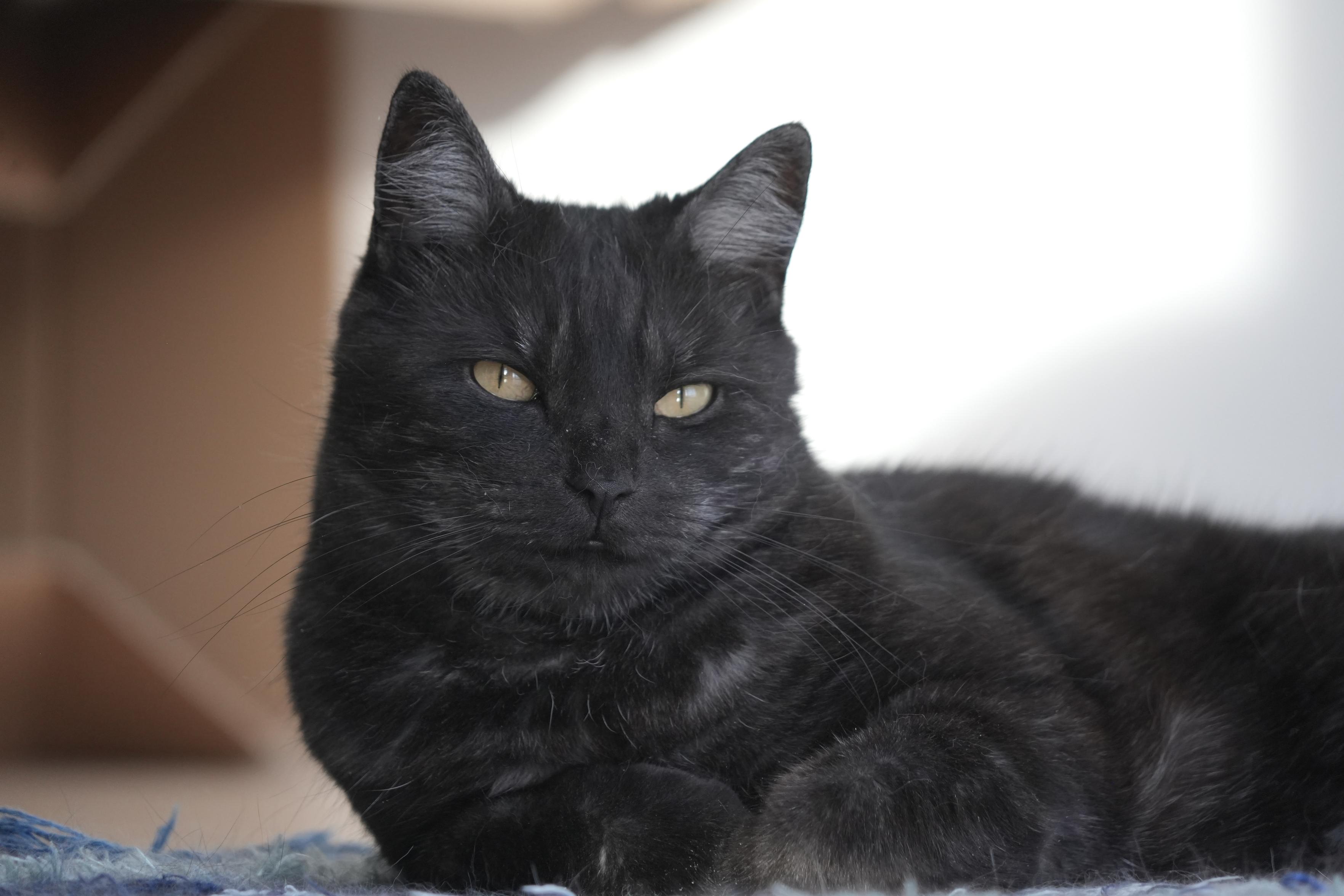 Tøsen, my late black cat lying on her side, looking straight into the camera with her yellow eyes.