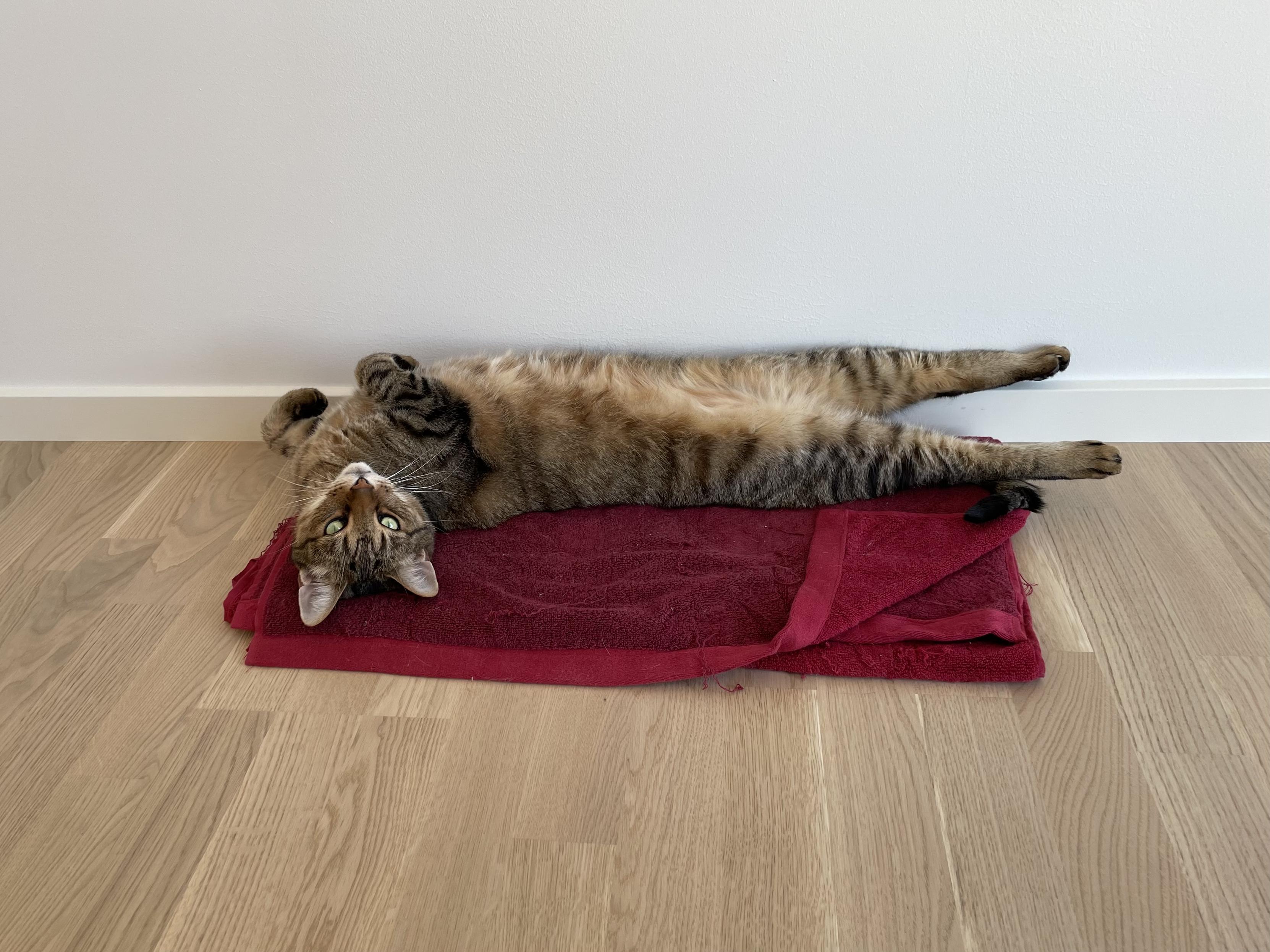 Buddy. My late brown tabby boy lies on his back on a folded red towel. His hind legs are completely stretched out pointed to the right. His front legs are bent at the wrist and he’s looking straight at us, his head upside down. Green eyes, orange nose, and white mouth and whiskers.