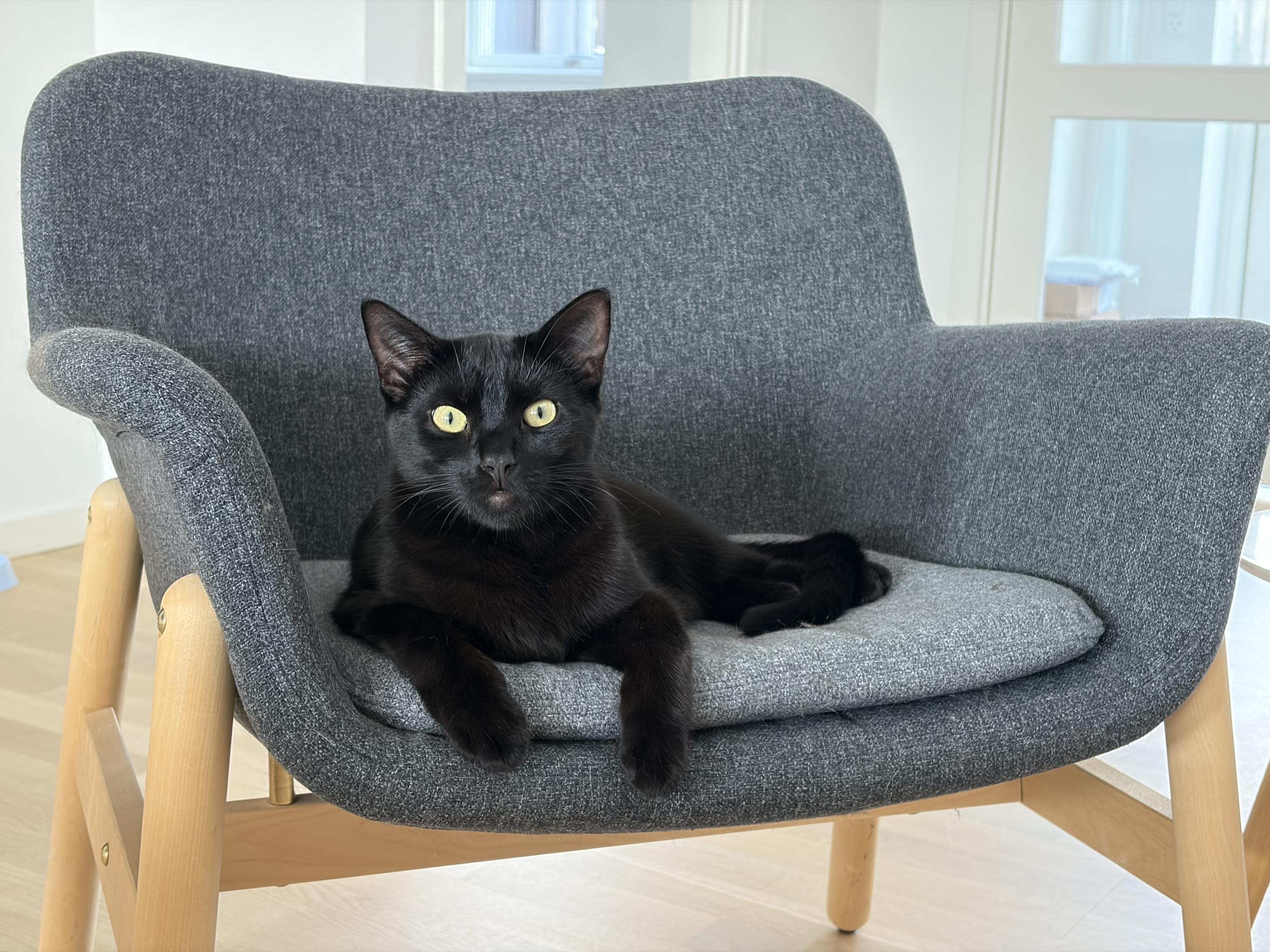 Cooper, my black boy lies comfortably in a soft gray chair with his front paws dangling over the side. He’s looking straight at us with his yellow-green eyes.