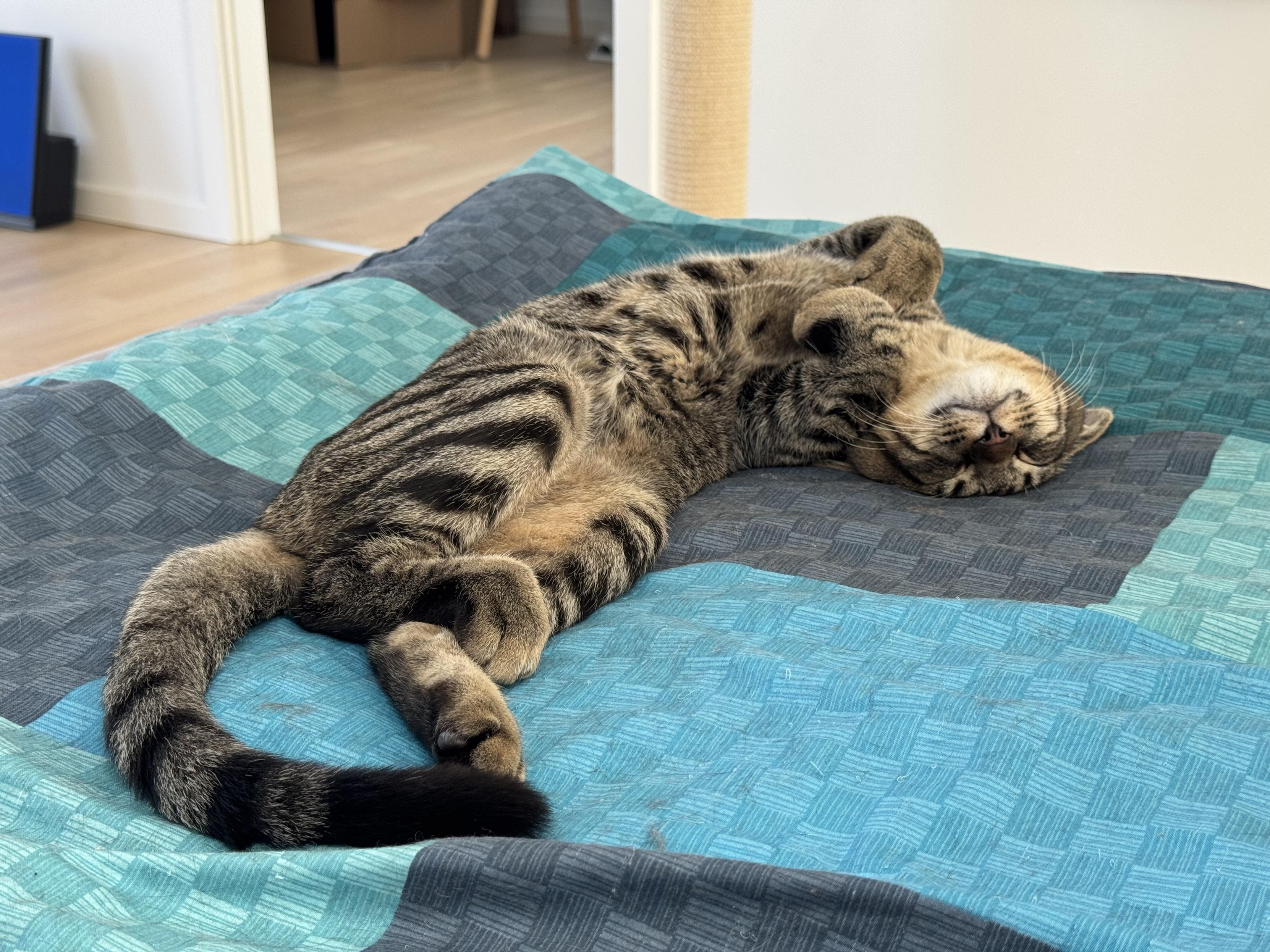 Beartram aka Chaos, brown tabby lies on his back on a blue checkered duvet. Hind feet pulled up a bit, front legs raised letting his paws rest on his chest. Head turned upside down and eyes closed. Big smile on his face and his white whiskers arch perfectly upwards, framing his white jaw.
