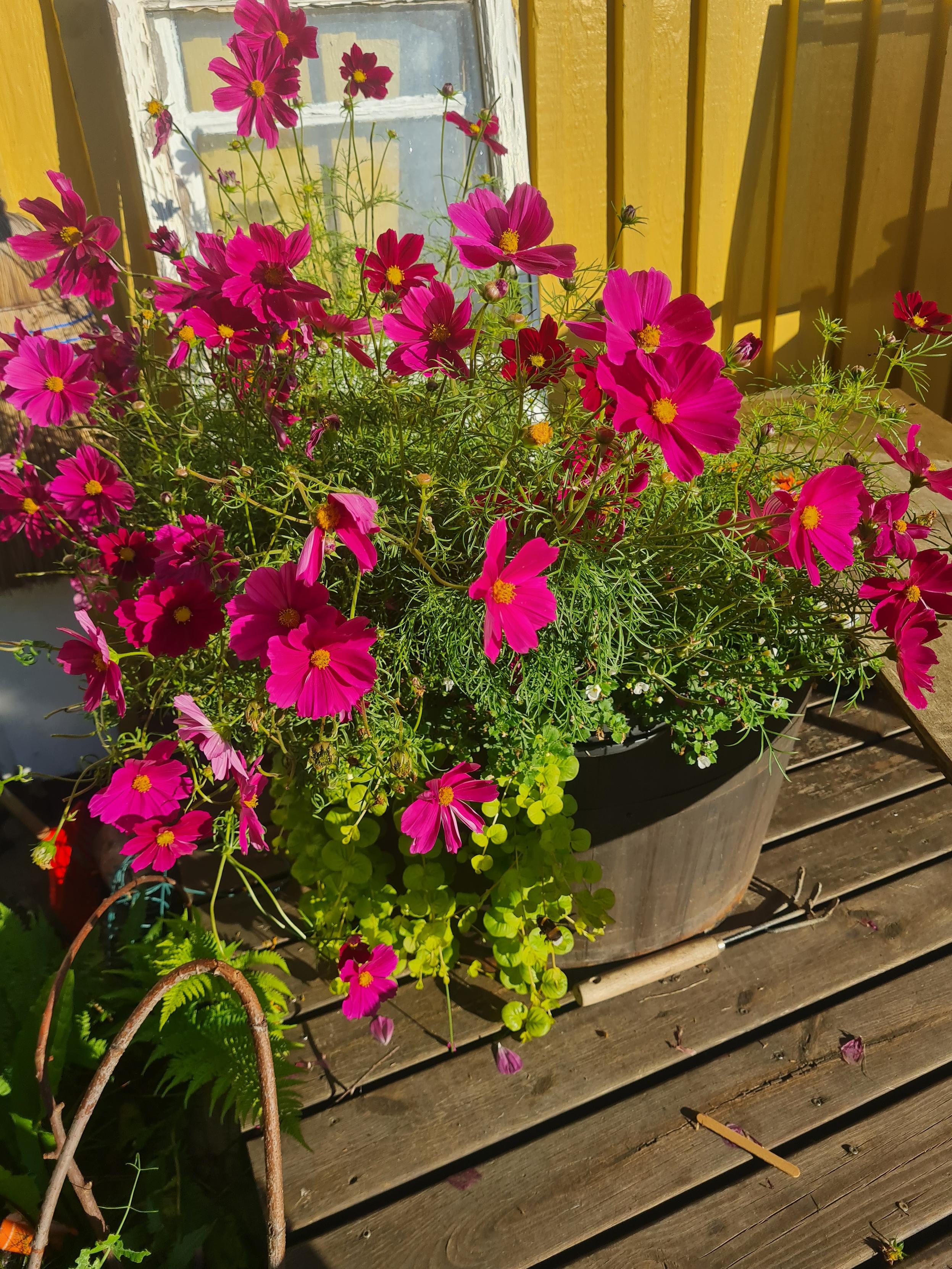 Rosa rosenskära
