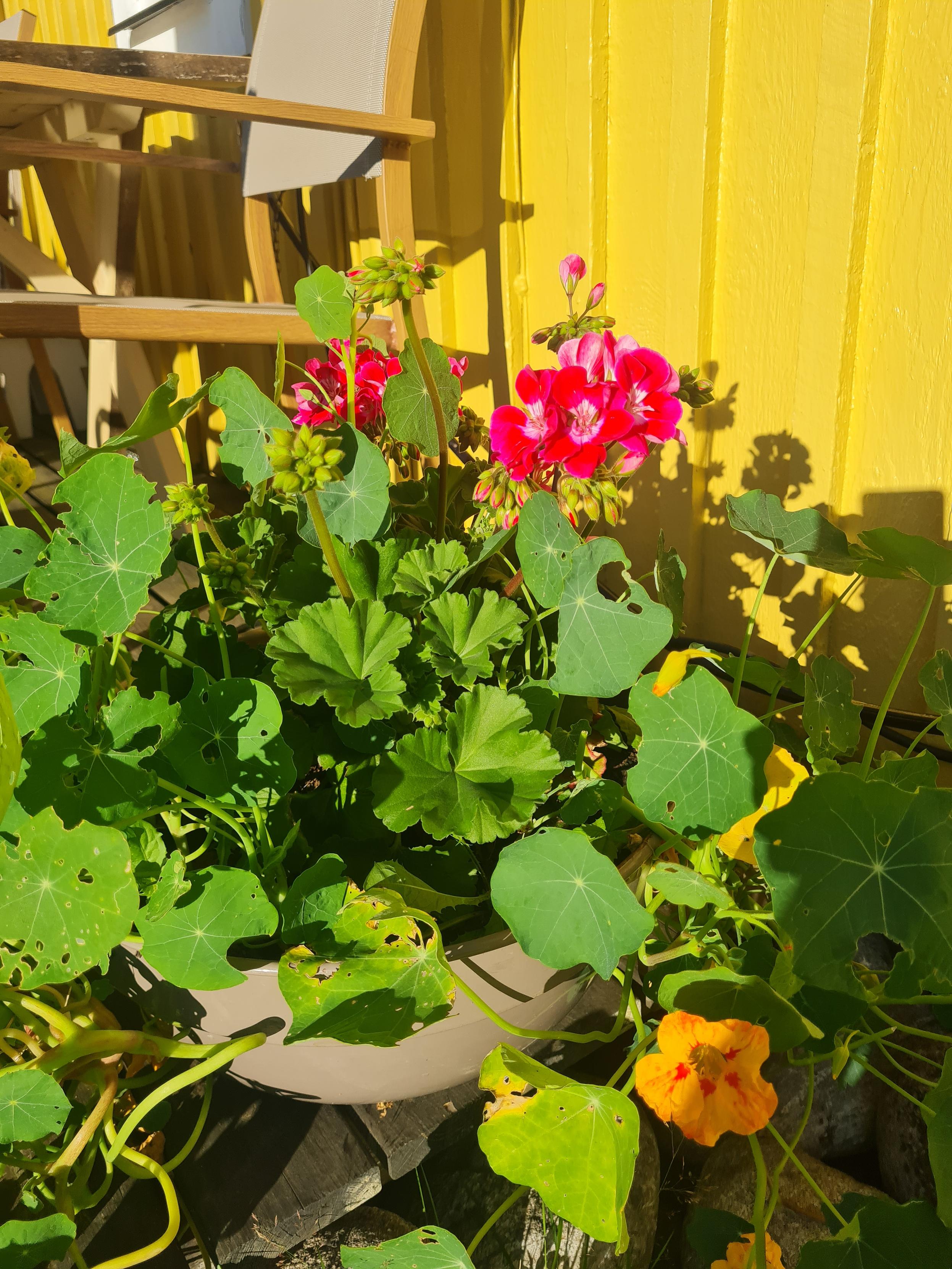 Rosa pelargon tillsammans med gul krasse
