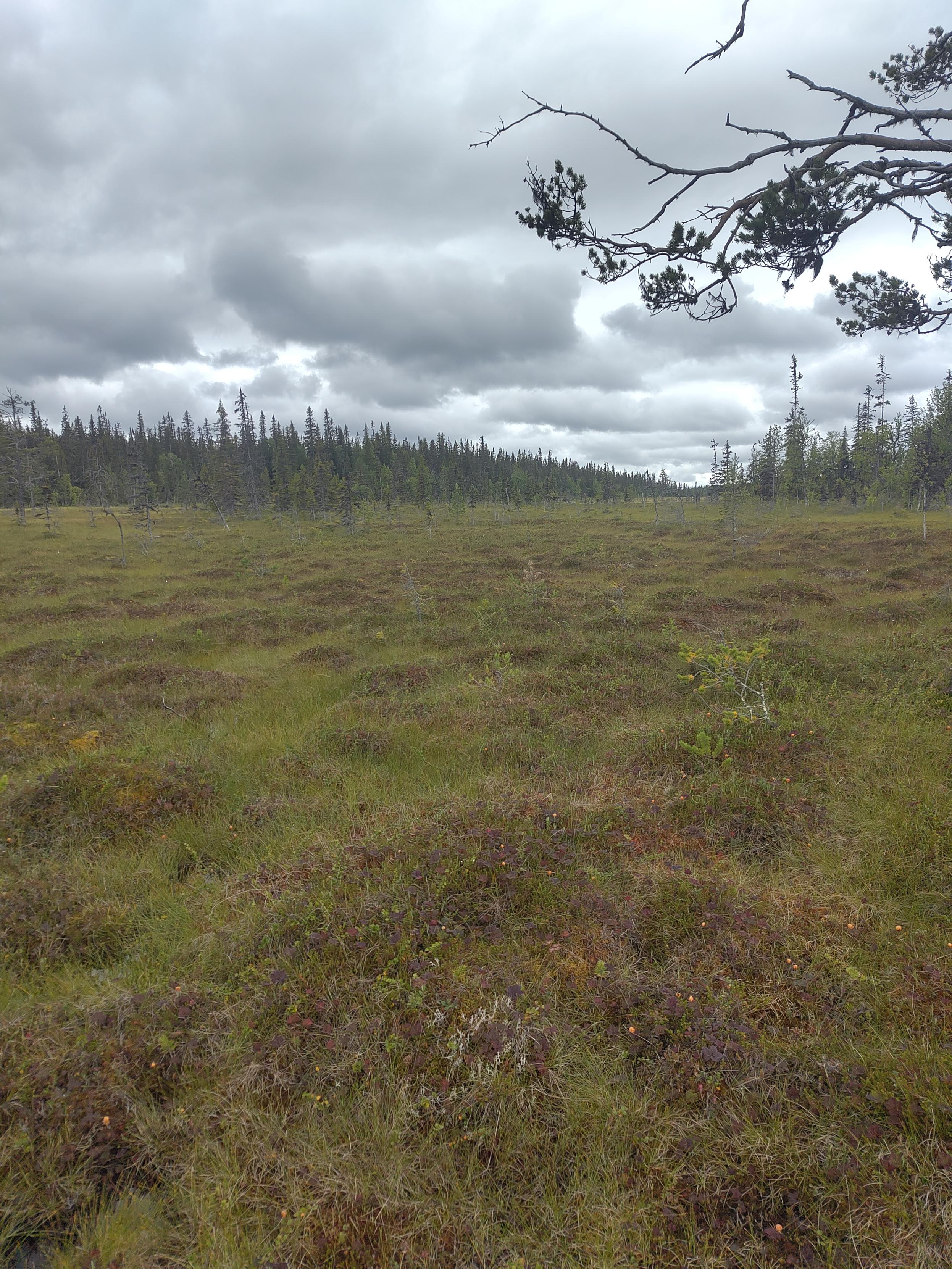 Myrlandskap, Västerbottens inland
